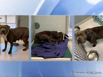 Woman charged after Chatham Co. deputies say her four dogs attacked three people