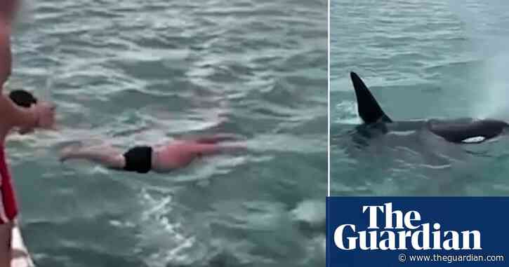 ’Shocking' and 'stupid': New Zealand man fined after attempting to 'body slam' an orca  – video