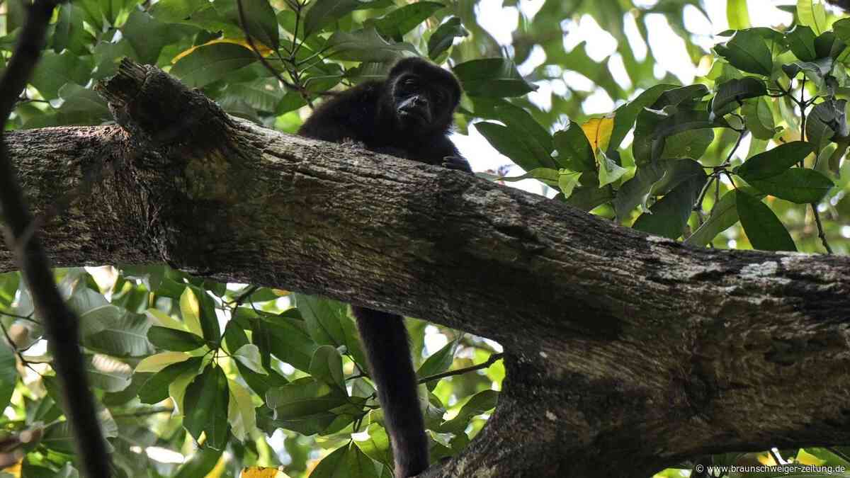 Hitzewelle in Mexiko: Affen fallen tot von Bäumen