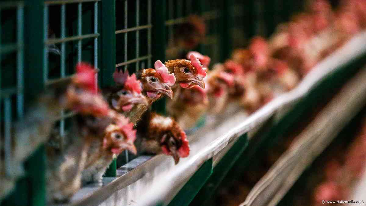 Aussie egg farm at Meredith in Victoria goes into lockdown over fears bird flu discovery is the strain causing mass poultry deaths around the world