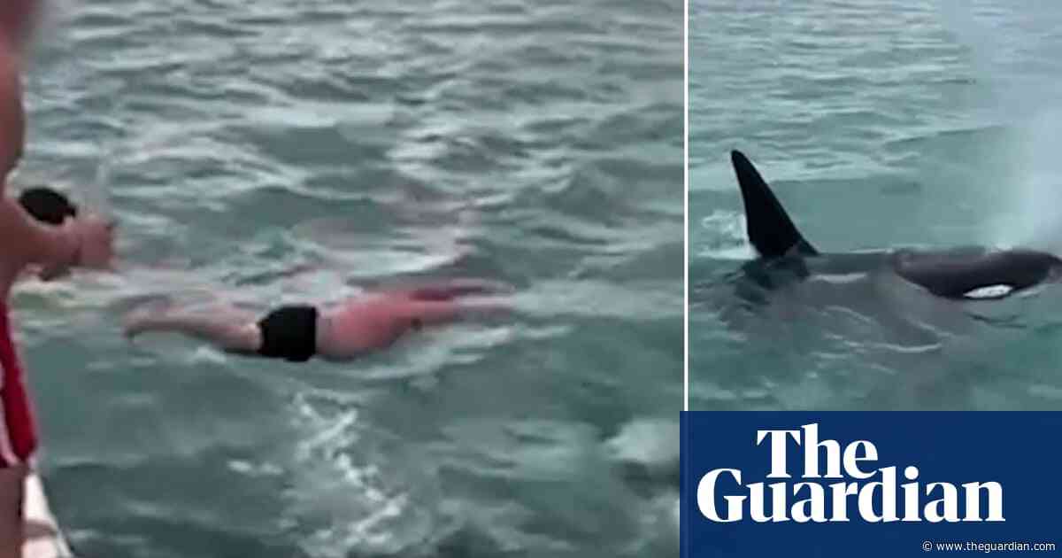 New Zealand man filmed trying to ‘body slam’ an orca in actions described as ‘idiotic’