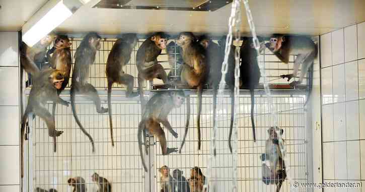 Honderden apen afgemaakt van handelaar in Tilburg: ‘Geen poging gedaan ze te redden’
