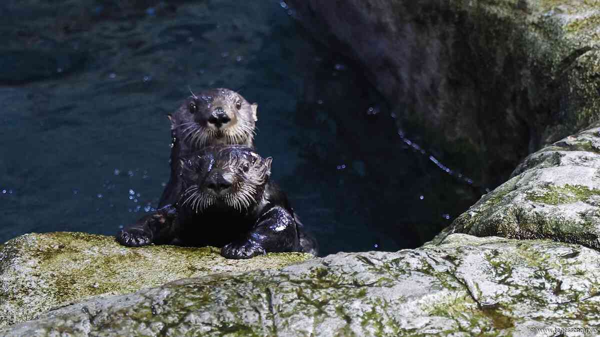 Otter nutzen Werkzeug um ihre Zähne zu schützen