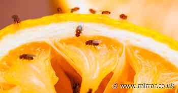 Expert explains how to get rid of fruit flies – and shares plant warning