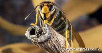 UK Asian Hornet hotspots mapped as killer species invades Britain