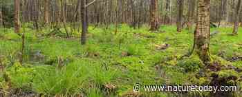 Ontwikkelingskansen voor hoogveenbossen in het Weerterbos