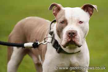 Essex XL bully owner admits possession of fighting dog