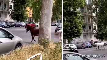 Zoo Capitale, una coppia di cavalli passeggia  nel traffico di Marconi