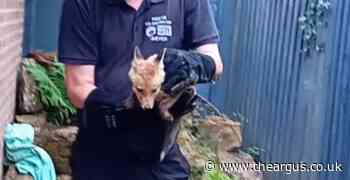 Sussex fox cub attacked by dog rescued from garden