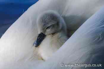 Sussex snappers capture beauty of cygnets in Crawley