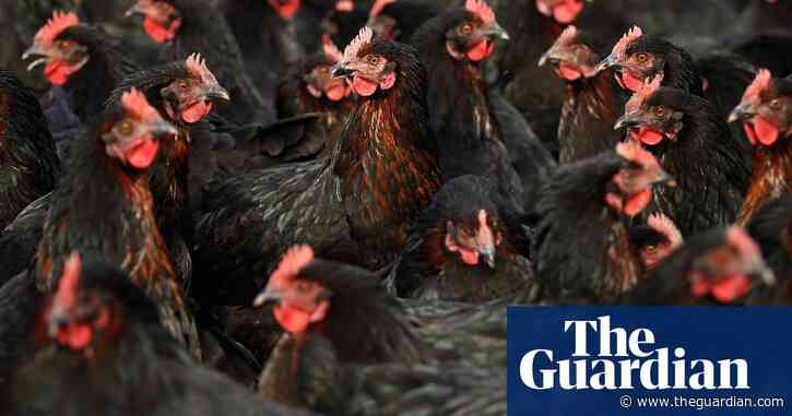 Bird flu detected at Victorian egg farm is not pathogenic H5N1 strain, authorities say