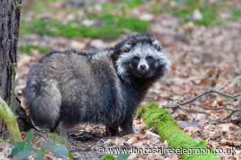 What is a common raccoon dog and are they in the UK?