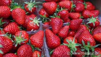 Der süße Duft verrät’s: Vier Tipps, um frische Erdbeeren zu erkennen