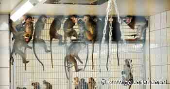 Honderden apen afgemaakt van handelaar: ‘Geen poging gedaan ze te redden’