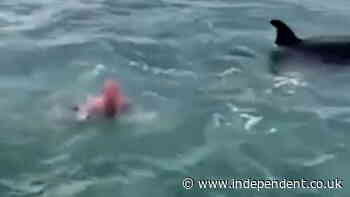 New Zealand man attempts to ‘body-slam’ orca and calf as friends cheer ‘stupid’ stunt