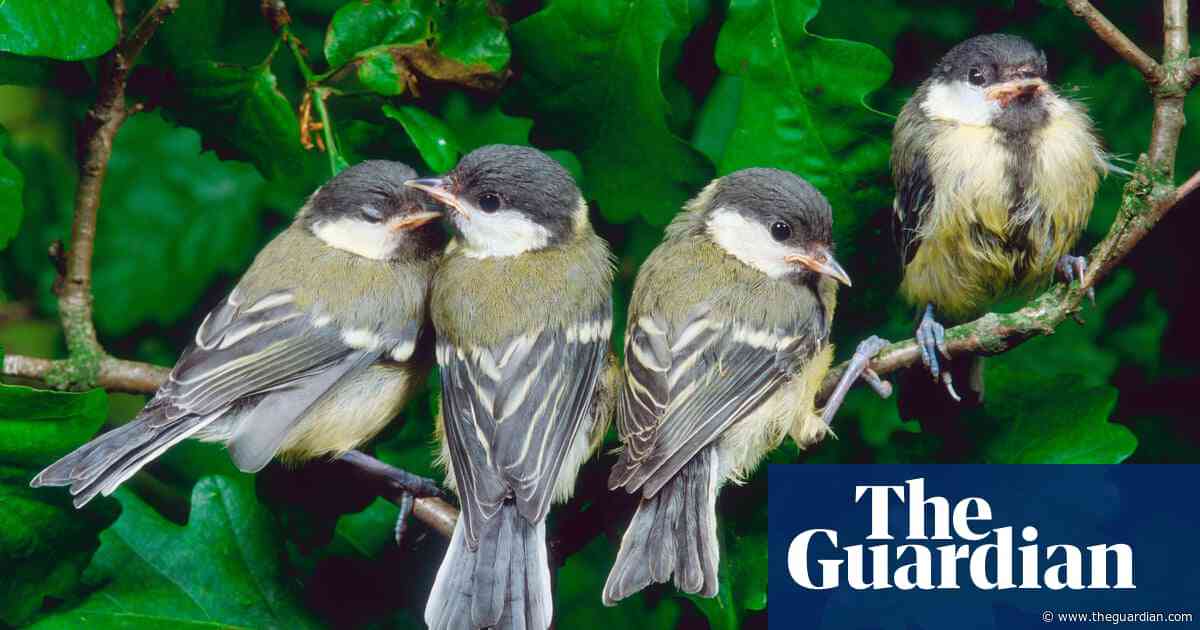 Country diary: Gripped by the fledging of baby great tits | Kate Bradbury