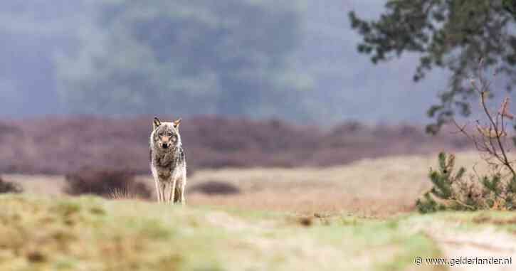 Wolven in Nederland zijn 100 procent wolf en geen kruising, blijkt uit nieuw onderzoek