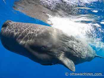 Carleton marine biologist helps decode the secrets of sperm whale language