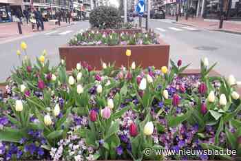 Gemeente deelt opnieuw gratis bloembollen uit vanaf 23 mei