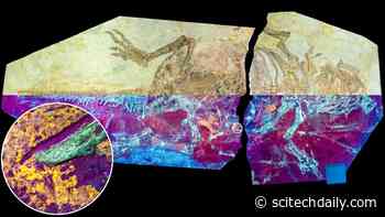 UV Light Reveals Ancient Secrets of Dinosaur Feather Evolution