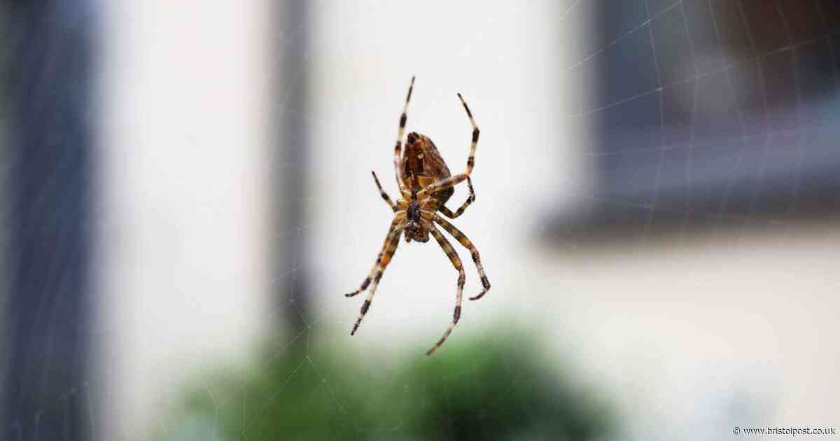 Stop spiders from coming into your home with £1.45 'powerful remedy'