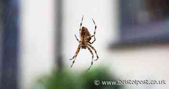 Stop spiders from coming into your home with £1.45 'powerful remedy'