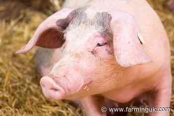 African swine fever pig cases in Europe reach nine-year high