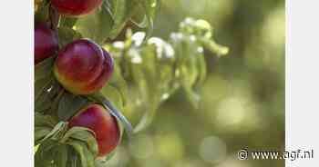 Kwart minder steenfruit verwacht in Spaanse Extremadura