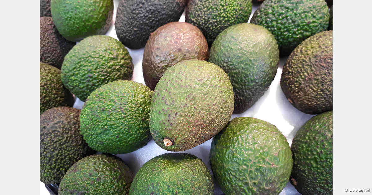 Verliezen voor Peruaanse avocadotelers door kleine maten