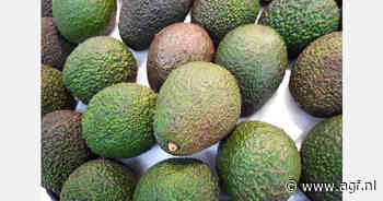 Verliezen voor Peruaanse avocadotelers door kleine maten