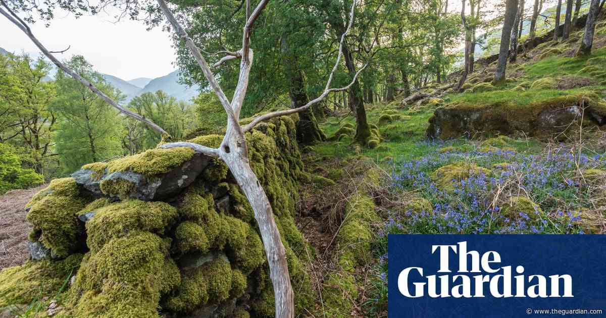 Borrowdale rainforest in Lake District declared national nature reserve