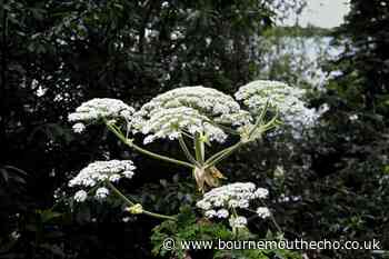 Giant Hogweed: how to spot, is it dangerous, treating burns