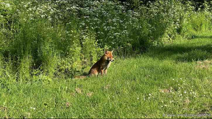 Lelystad - Weer tamme vos in Woldpark Lelystad, 'dat gaat een keer verkeerd aflopen'