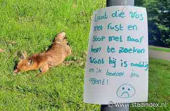 Weer tamme vos in Woldpark Lelystad, 'dat gaat een keer verkeerd aflopen'