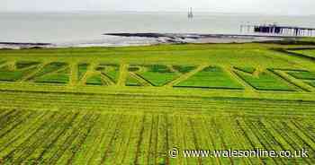 Farmer proposes to fiancé - by mowing 'marry me' into his field