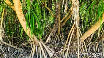 Ökosysteme an den Küsten bedroht: Mangrovenwälder weltweit in Gefahr
