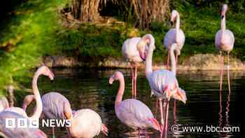 'Unlucky in love' flamingo lays first egg aged 70