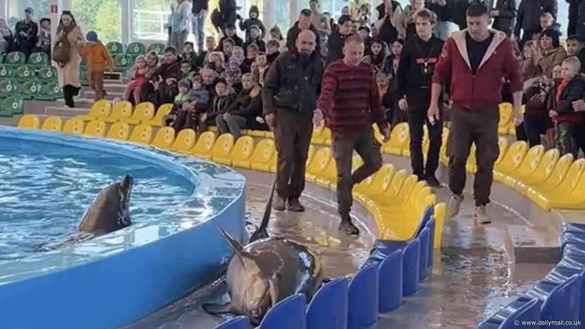Shocking moment performing dolphin twitches on the ground after leaping out of its pool into seating area - before being hauled back into its pen at Belarus aquarium