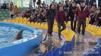 Shocking moment performing dolphin twitches on the ground after leaping out of its pool into seating area - before being hauled back into its pen at Belarus aquarium