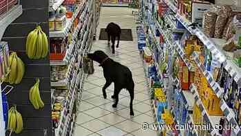 Hilarious moment two lawless Labradors are caught on camera stealing bread from the shelves in petrol station