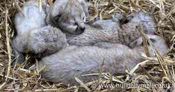 Yorkshire Wildlife Park celebrates as four adorable cheetah cubs are born