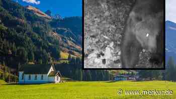 Braunbär an bayerischer Grenze gesichtet – männliches Exemplar von Wildkamera fotografiert