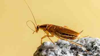 The world's most common cockroach is 'a monster of our own creation,' study finds