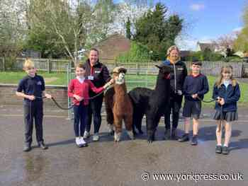 Copmanthorpe School celebrates art week with Sheriff Alpacas
