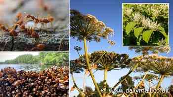 Revealed: The invasive plants and animals that could wreak HAVOC on Britain amid increased flooding - including Japanese Knotweed, Giant Hogweed and Red Imported Fire Ants