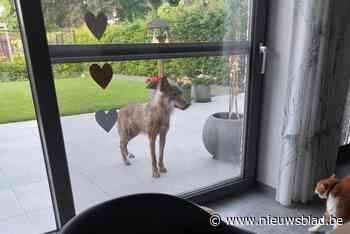 Wolf verschijnt plots op terras in Dilsen-Stokkem en staat oog in oog met huiskat