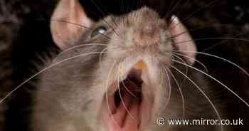 Giant rat hotspots uncovered as horrifying infestation sweeps UK