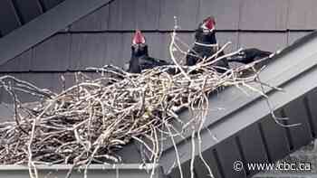 Ravens, rinse, repeat — birds return to suburban street
