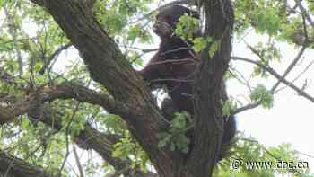 Winnipeg's Wildwood bear tranquilized and relocated outside city