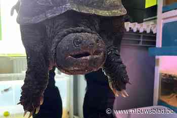 “Dit dier kan je vinger afbijten”: voorbijganger slaat alarm als hij gevaarlijke schildpad opmerkt